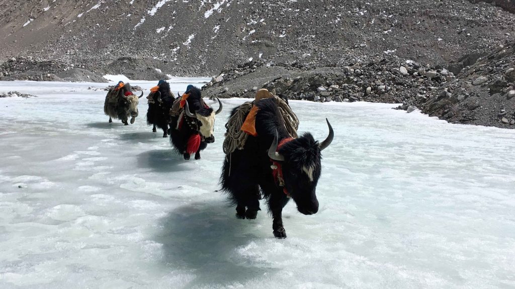 Trekking mit Yaks