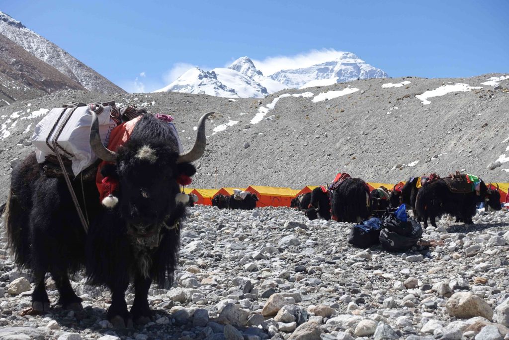 Trekking mit Yaks zum Everest Basecamp